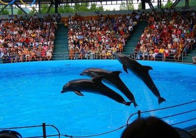 TOUR TO VARNA - DOLPHIN SHOW 5